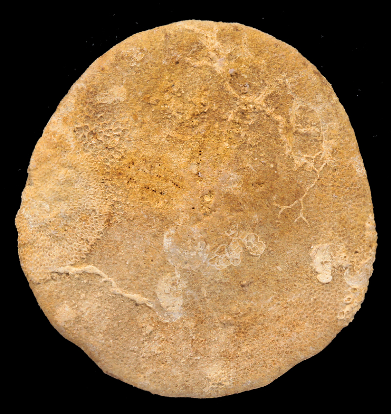 Periarchus lyelli (Conrad,1834) Eocène, Castle Hayne Formation, New